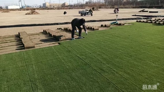 黑麦草