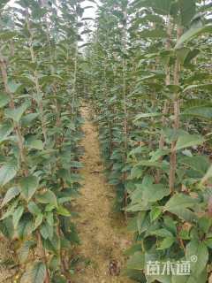 高度80厘米樱花小苗