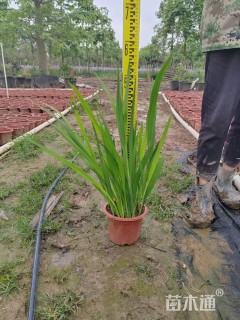 高度50厘米火星花