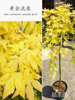 0.5公分黄金枫