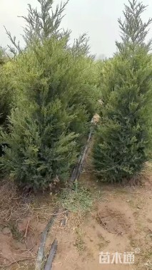 高度200厘米塔柏