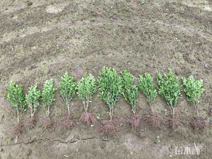 高度25厘米豆瓣黄杨