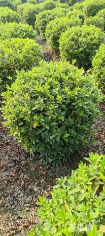 冠幅50厘米毛鹃球