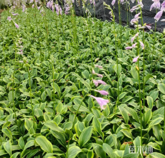 高度30厘米青叶玉簪