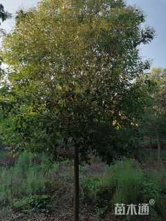 12公分大叶女贞