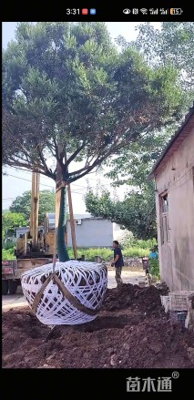 高度700厘米黄杨