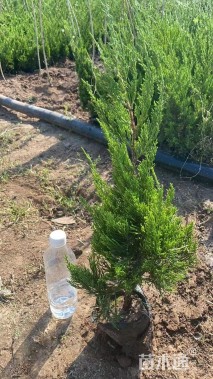 高度70厘米龙柏