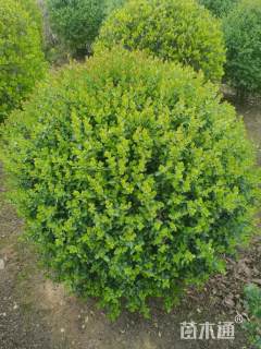 冠幅130厘米小叶女贞球