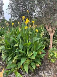 高度60厘米花叶美人蕉