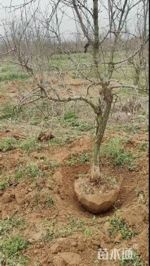 高度150厘米石榴