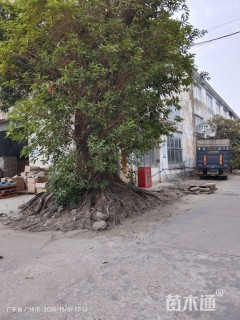 150公分小叶榄仁