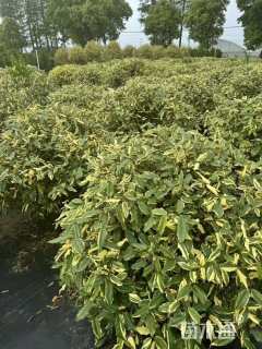 冠幅50厘米金边胡颓子球