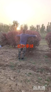 高度120厘米红叶李球