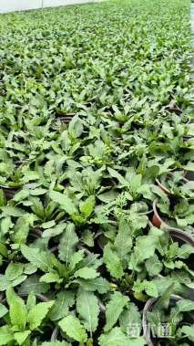 高度30厘米林荫鼠尾草