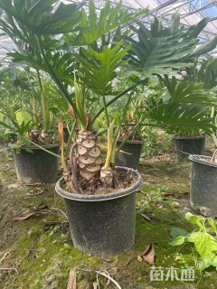 高度50厘米春羽