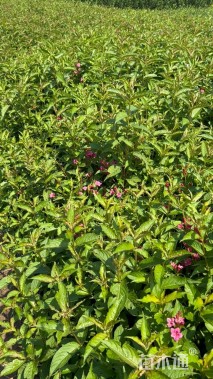 高度50厘米红王子锦带