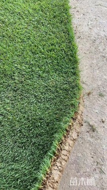 草块状百慕大草