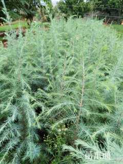 高度50厘米雪松