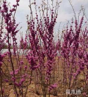 高度330厘米丛生紫荆