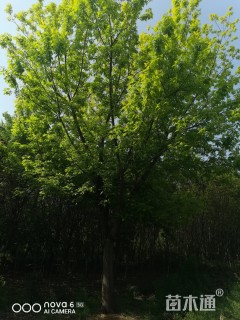 30公分金叶复叶槭