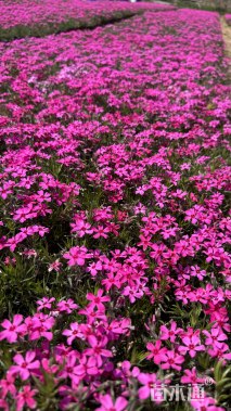 高度15厘米福禄考