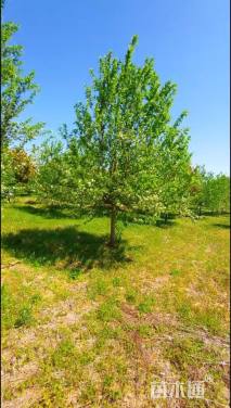 12公分西府海棠