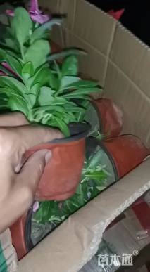 高度12厘米长春花