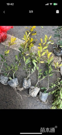 高度30厘米黄金枸骨