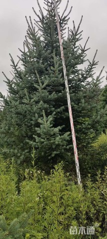 高度380.厘米云杉