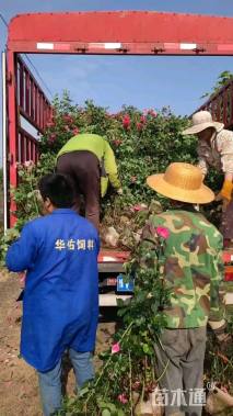 50厘米藤本月季