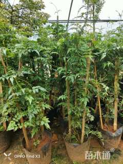 50厘米四季金银花