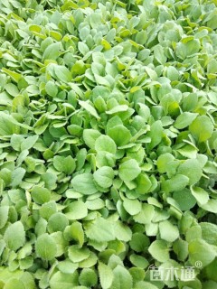 高度15厘米黑心菊