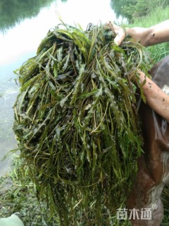 高度20厘米水藻