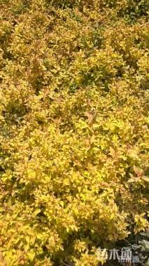 高度30厘米金焰绣线菊