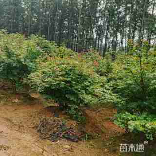 8公分从生日本红枫 丛生