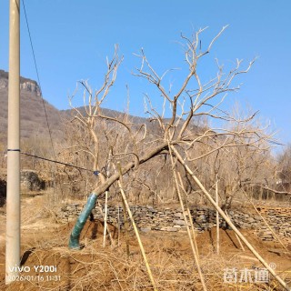 高度450厘米五谷树