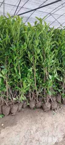 高度250厘米法国冬青