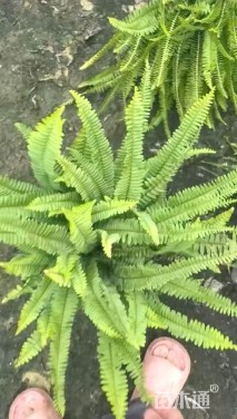 高度35厘米肾蕨