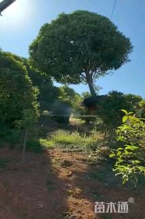 高度200厘米羽毛枫