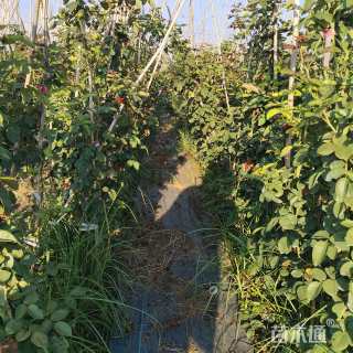 150厘米藤本月季