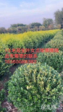 冠幅40厘米金叶女贞球
