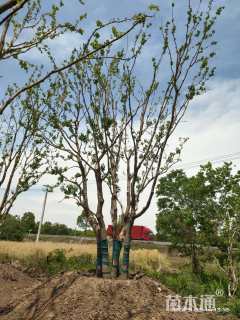10公分丛生乌桕