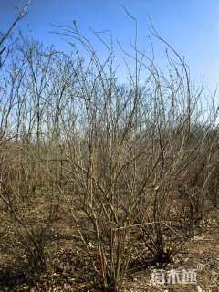 高度220厘米丛生金银木