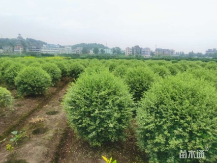 银姬小蜡球