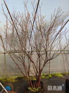 高度120厘米麦李