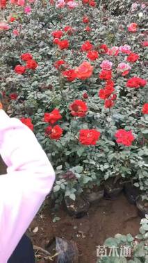 高度40厘米大花月季