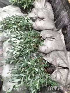 高度40厘米金丝桃