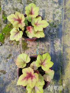 高度18厘米矾根