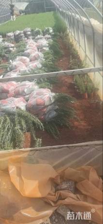 高度35厘米迷迭香