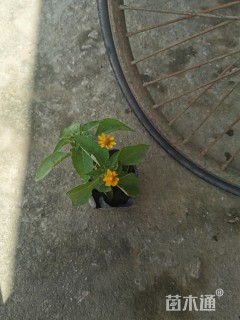 皇帝菊